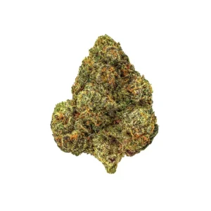 Studio 54 Strain