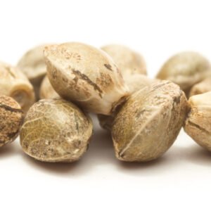 Sunset Sherbet Seeds