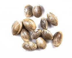 Manzanaz Seeds